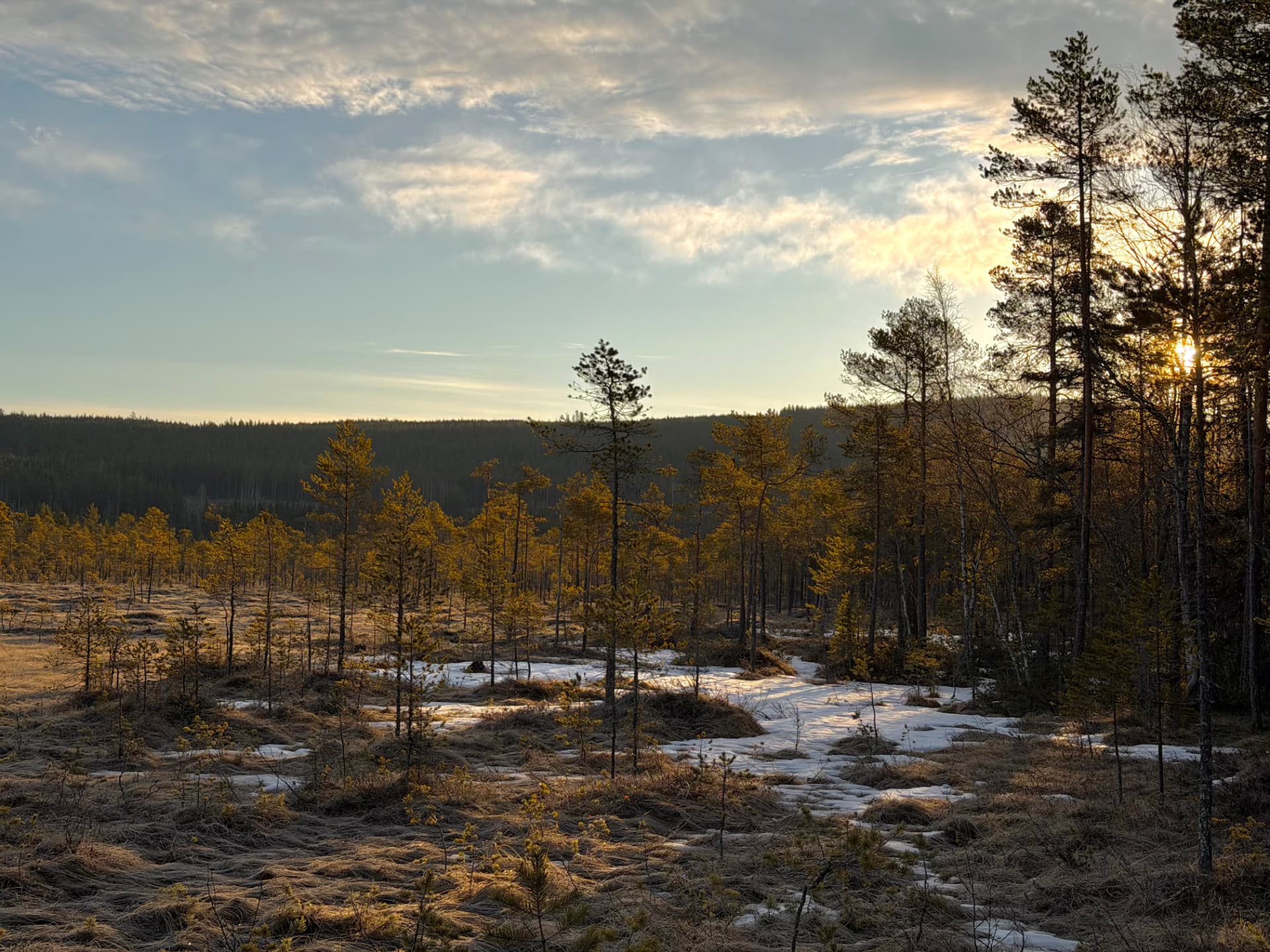 Lågt solljus över gles tallskog med kvarvarande snö