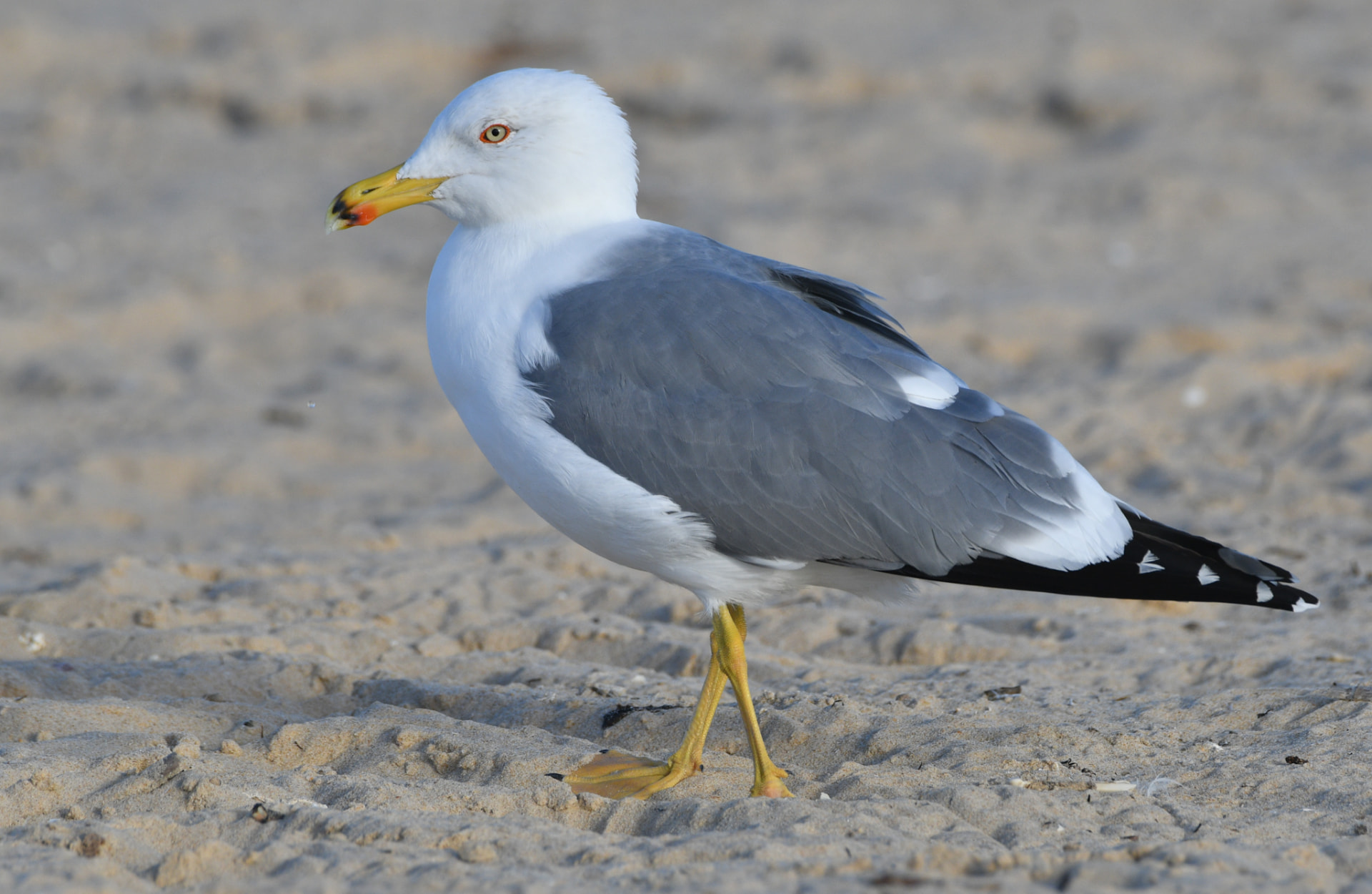 Adult medelhavstrut stående på sandstrand med gul näbb och ben