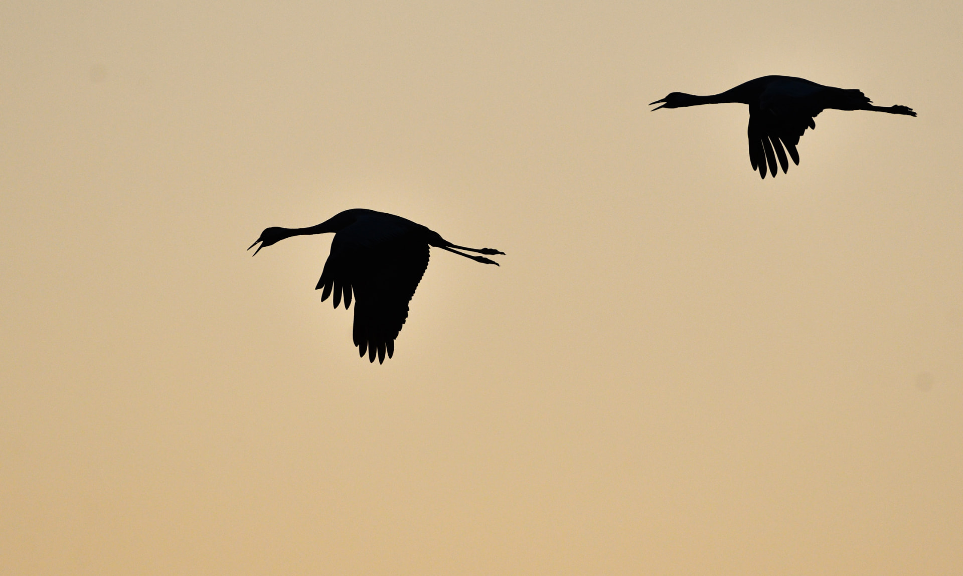 Två tranor i silhuett mot gyllene morgonhimmel