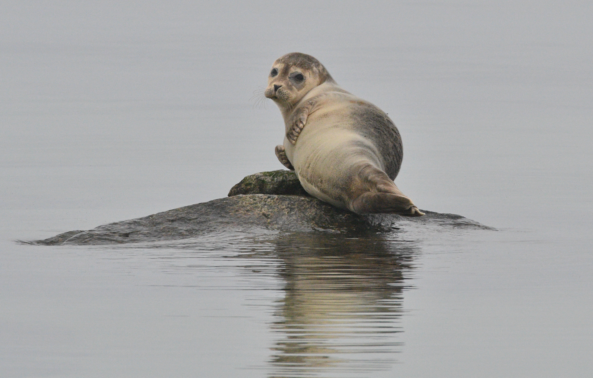 Young Harbour Seal hauled out on a rock in calm water, looking back towards the camera