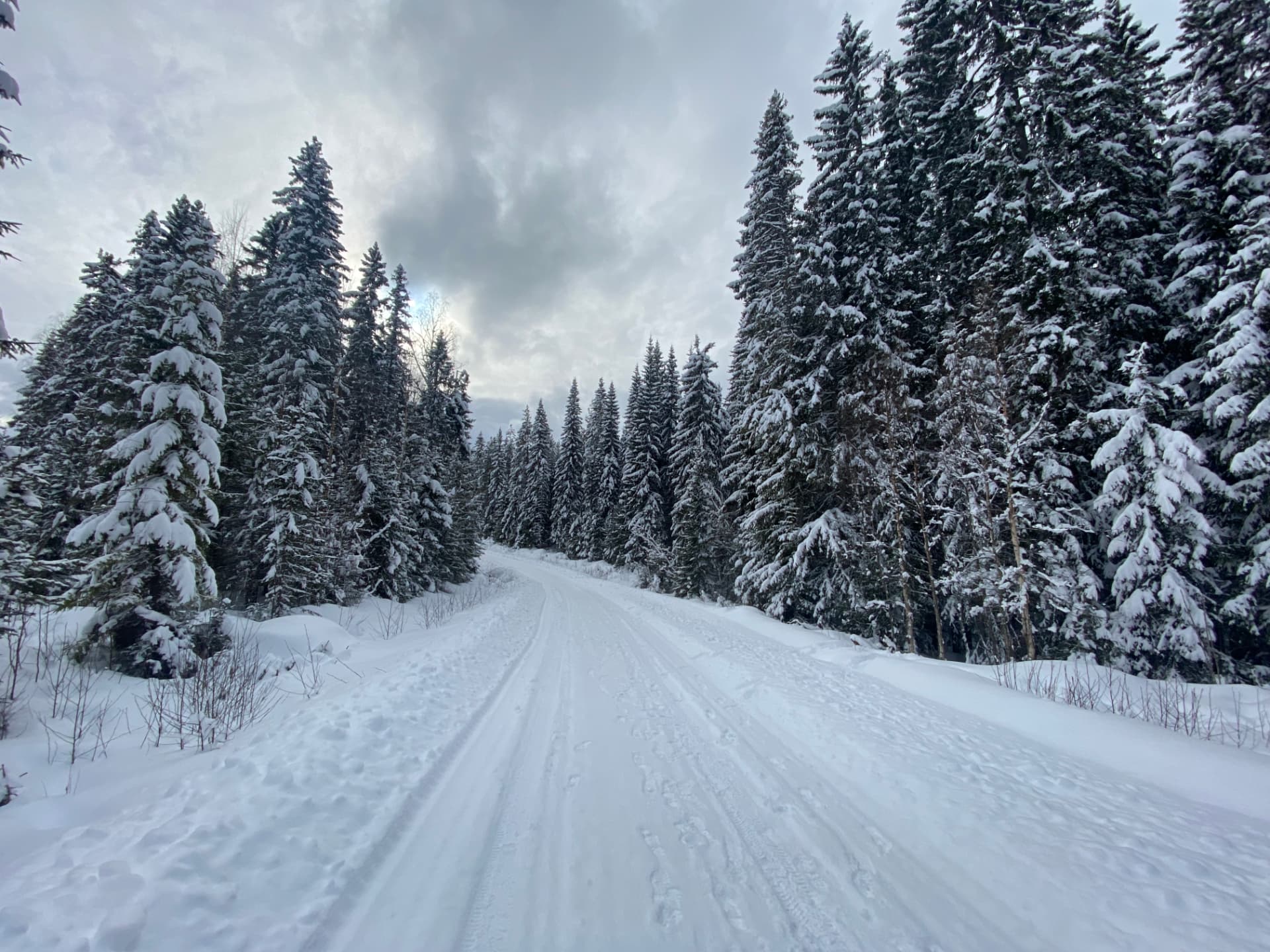 Snötäckt skogsväg genom barrskog med snötyngda granar
