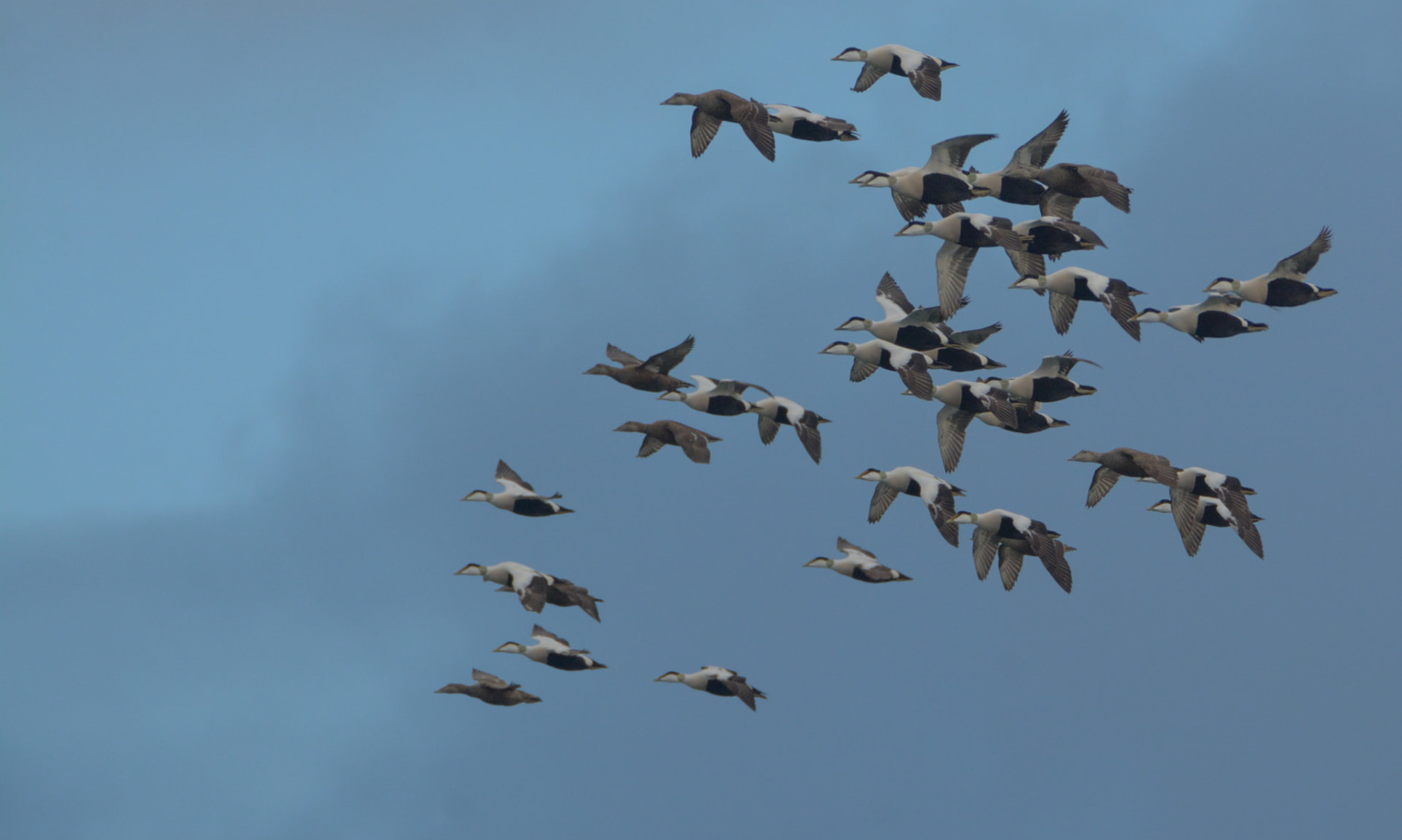 Flock ejdrar i flykt över havet mot blågrå himmel
