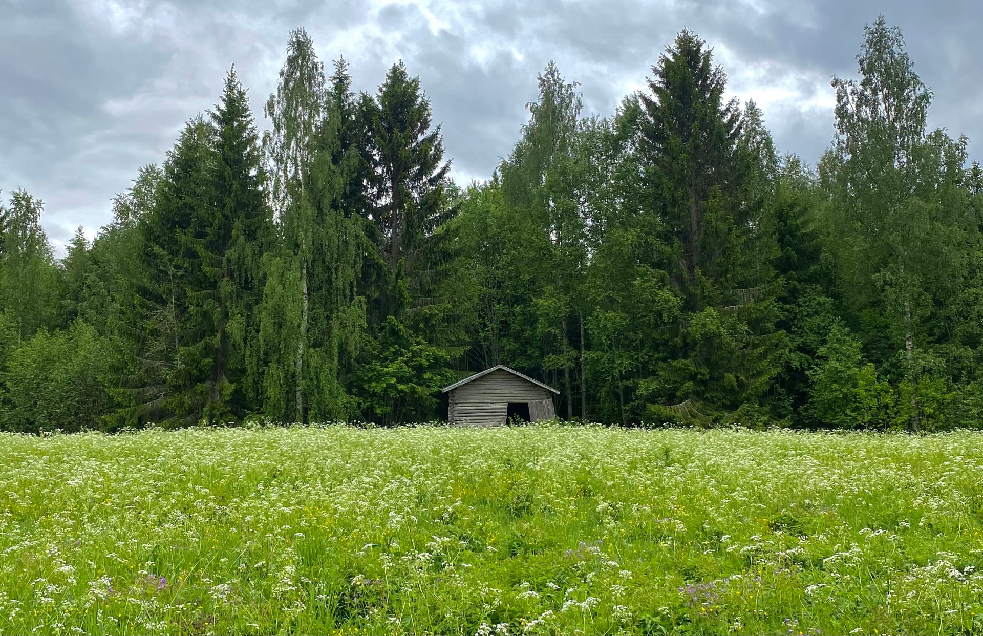 Blommande sommaräng med timrad lada framför tät skog